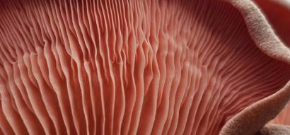 Rosacée et Couperose : laser vasculaire