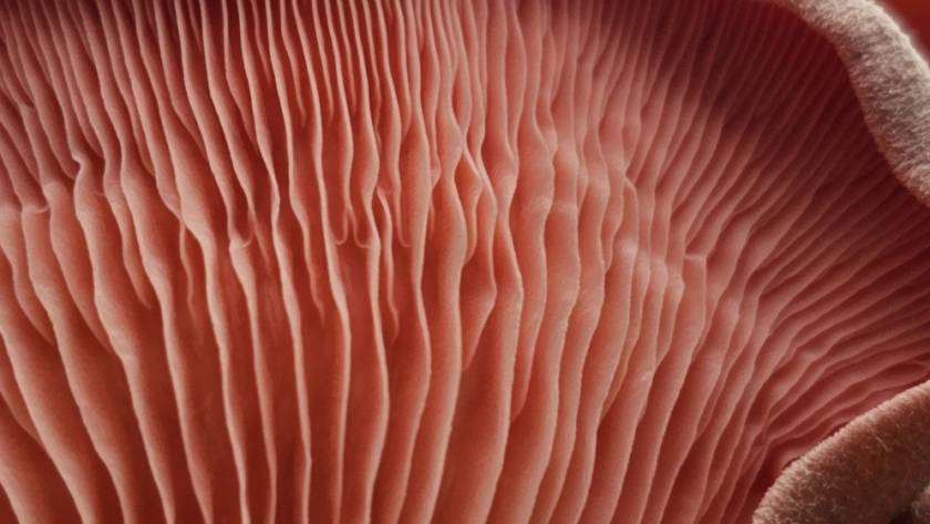 Rosacée et Couperose : laser vasculaire