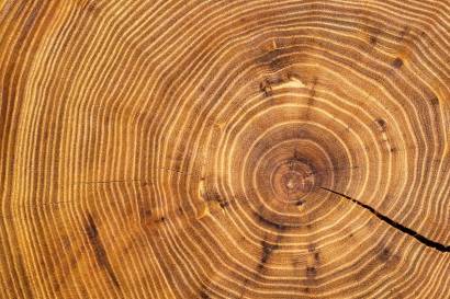 Tronc d'arbre qui représente les signes de l'âge