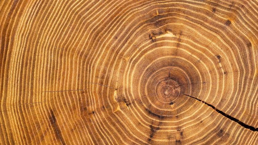 Tronc d'arbre qui représente les signes de l'âge